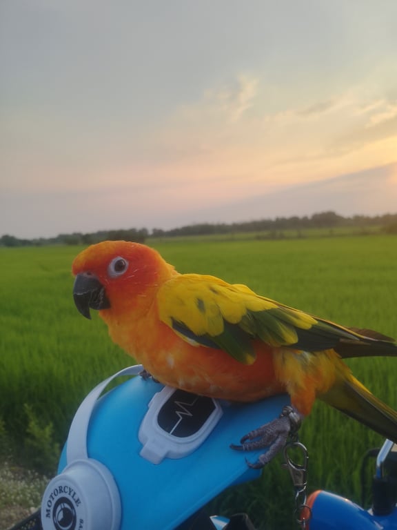 บุญรอด
