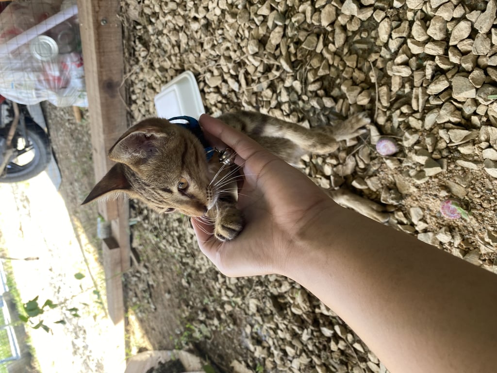 ตามหาเจ้าของแมว ตัวผอมบาง หางหัก ติดคน มีปลอกคอยังใหม่ๆ