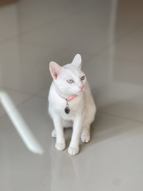 สำลี