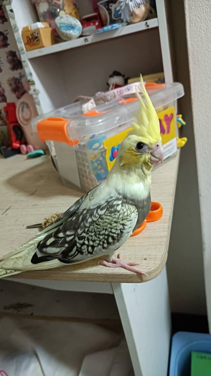 มีตังค์