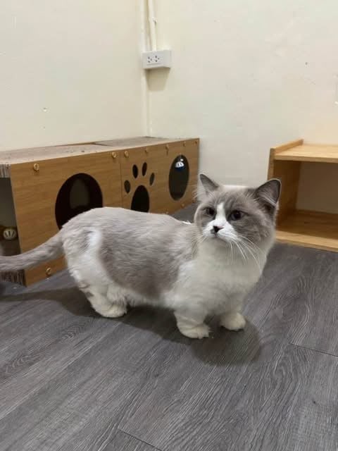 โซนี่