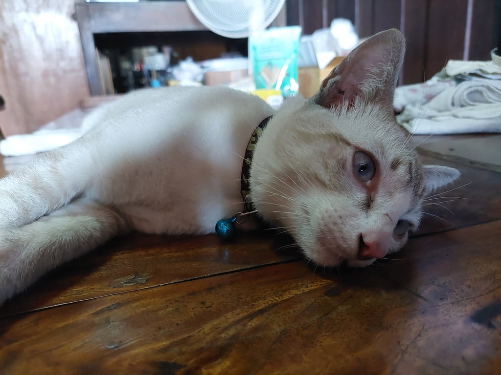 ตามหาเจ้าของแมว ตัดเล็บ ปลายหางขอด