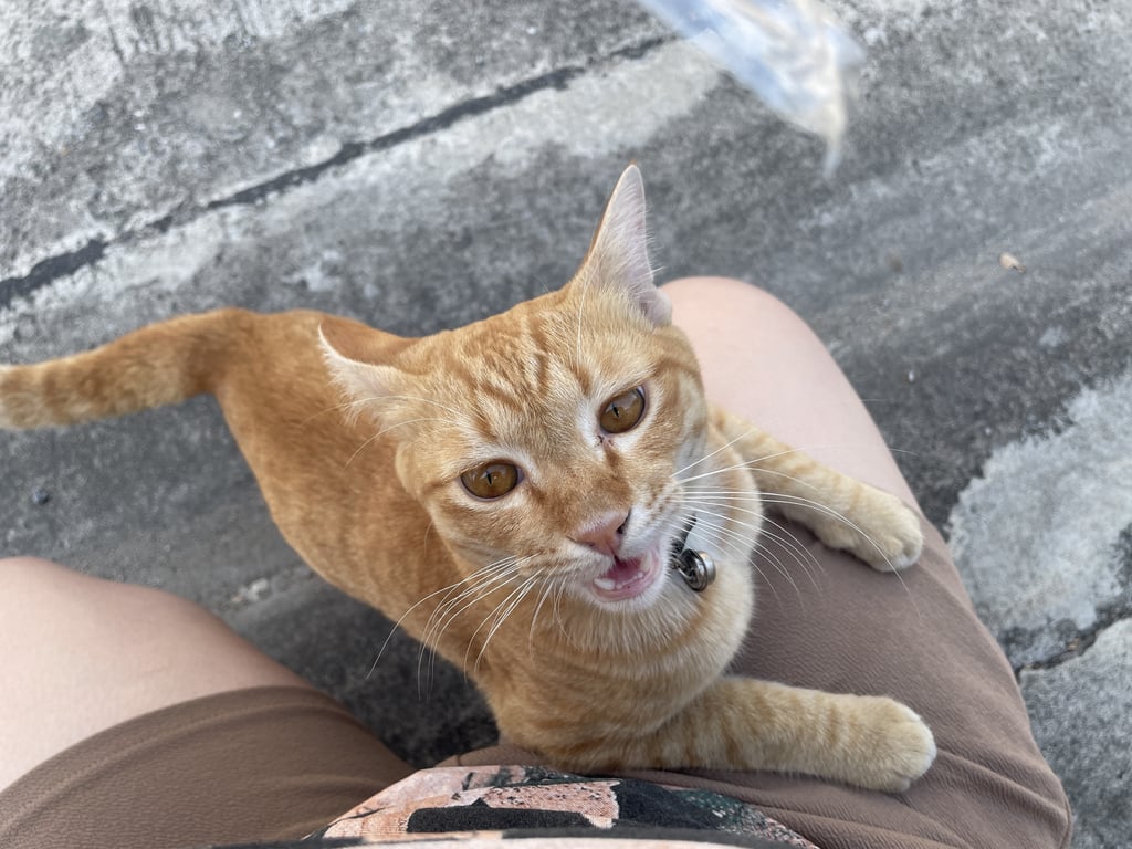 ตามหาเจ้าของแมว ตัวผู้ หางยาว ขี้อ้อน ชอบโวยวายเสียงดัง ตาสีส้มเข้ม เจอน้องมาหน้าบ้านประมาณ2เดือนแล้ว แต่น้องเพิ่งยอมเดินเข้ามาหาให้จับตัว