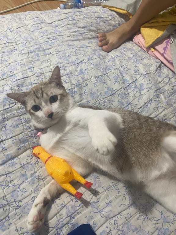 คูก้า