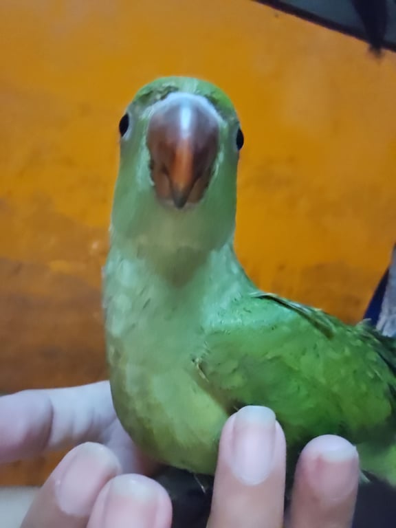 ปลาวาฬ
