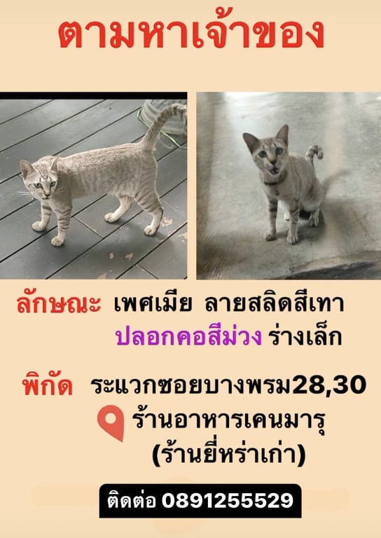 ตามหาเจ้าของแมว ลักษณะนิสัยรูปร่าง ร่างเล็ก เชื่องๆ ติดคน