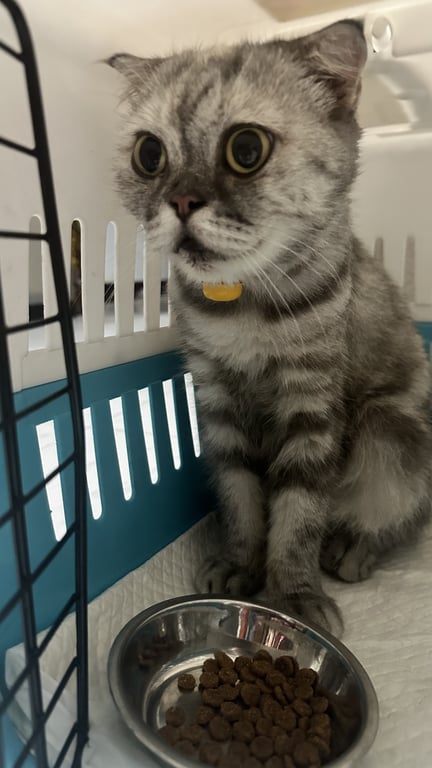 ตามหาเจ้าของแมว 