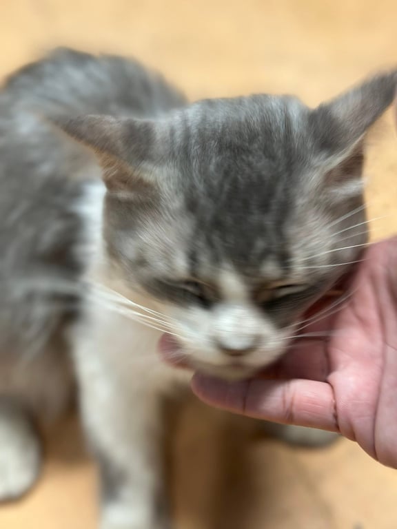 ตามหาเจ้าของแมว น้องดูเศร้า น่าจะคิดถึงเจ้าของ จับได้ไม่กัด