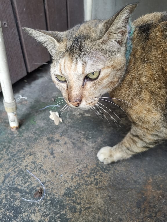 ตามหาเจ้าของแมว แมวสลิดสามสี ตาสีเหลือง หลงมาหลายเดือนแล้ว