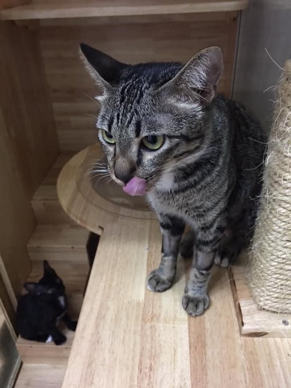 ตามหาเจ้าของแมว แม่แมวลายสลิดเทาท้องแก่ ที่ผมเจอที่ลานจอดรถของคอนโดเมื่อปลายปี 2563 คลอดลูกแมวสี่ตัววันสิ้นปีขณะพักอยู่ที่คลีนิคพอดีครับ 

ลูกแมวได้บ้านแล้ว 3 เหลือน้องดำเป็นตัวเมียครับ ตอนนี้อยู่ที่คลีนิคเข้าปีที่ 3 แล้ว จากแมวเด็กกลายเป็นแมวโตแล้วครับ

ทั้งคู่กำลังหาบ้านอยู่ จะรับแพ็คคู่ หรือ รับเลี้ยงตัวเดียวที่ถูกใจก็ได้ครับ ถ้าพาน้องไปแล้วเข้ากับที่บ้านไม่ได้ พามาส่งคืนที่คลีนิคได้ครับ

ทั้งคู่ทำหมันแล้ว ฉีดวัคซีนพิษสุนัขบ้าแล้วครับ 
ถ้าสนใจติดต่อกับทางคุณหมอได้โดยตรง ไม่มีค่าใช้จ่ายครับ (ไม่มีบริการส่งนะครับ ^^')

ป.ล. ถ้ายังไม่พร้อม หรือที่บ้านกำลังมีโรคระบาด ขอความกรุณาอย่าเพิ่งรับน้องไปเลี้ยงนะครับ ขอบคุณครับ 🙂