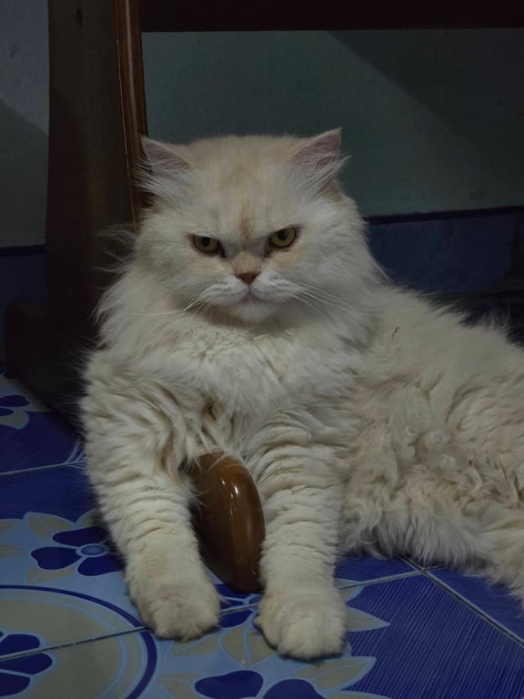 จินตะ