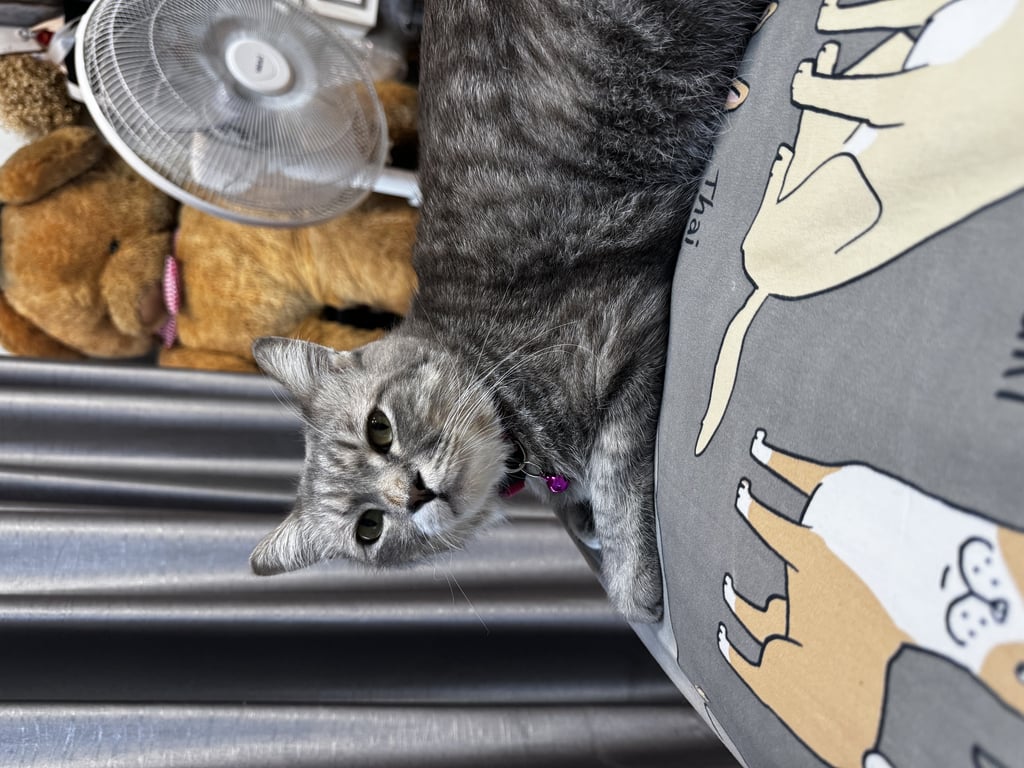 ตามหาเจ้าของแมว 