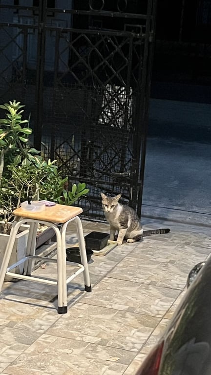 ตามหาเจ้าของแมว 