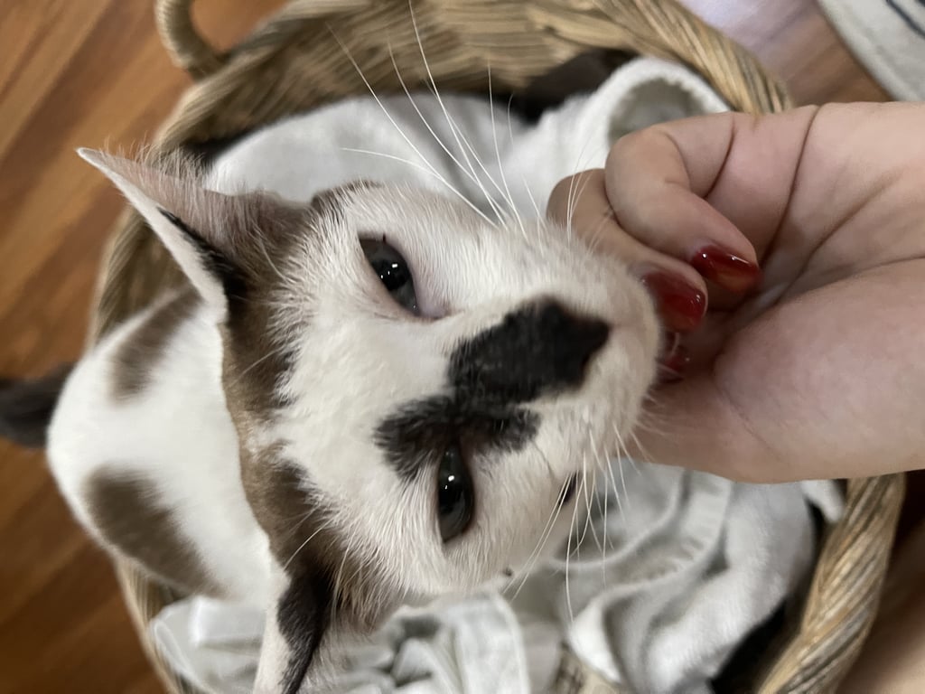 ตามหาเจ้าของแมว มีแต้มที่หน้าชัดเจน ร้องเก่ง อ้อนมาก เชื่อง ชอบนวด