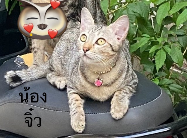 น้องจิ๋ว