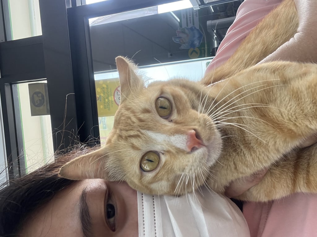 ตามหาเจ้าของแมว เจอแมวสีส้ม ตัวผู้ ยังไม่ได้ทำหมัน ไม่กลัวคน ขี้อ้อนมาก พบบริเวณ ห้าง CJ MORE ตอนนี้พี่ๆพนักงานคอยให้อาหารอยู่ หลงมาได้ 4-5 วัน ตอนแรกมีปลอกคอ แต่ตอนนี้ปลอกคอหายไปแล้ว