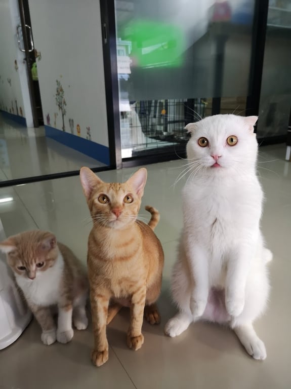 คุณหมีรักษาสัตว์ Khunmee Veterinary Clinic