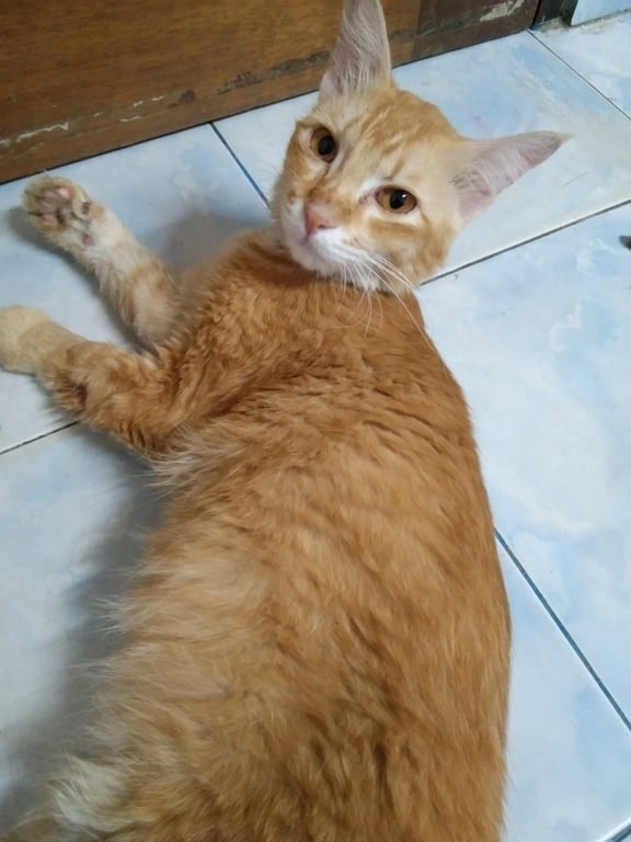 ตามหาเจ้าของแมว เป็นแมวส้ม คางขาว ขนยาวหางฟู