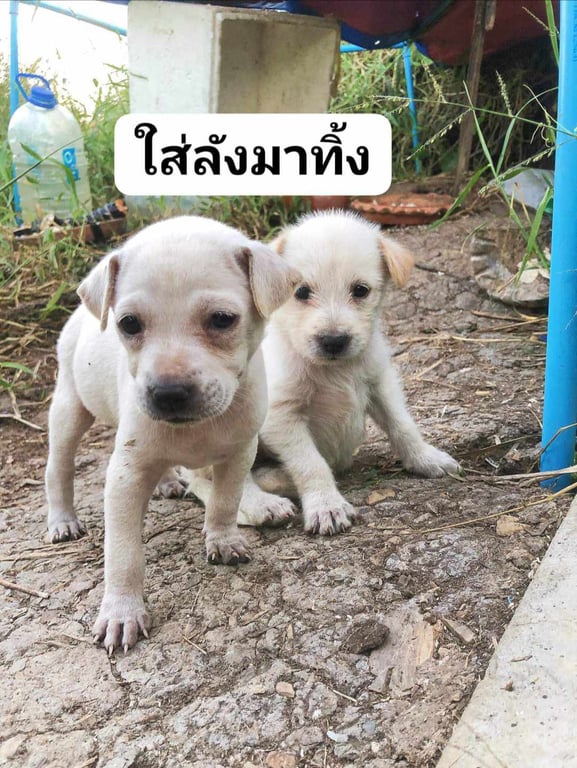 ตามหาเจ้าของหมา มีคนเอาน้องใส่ลังมาทิ้งป่าข้างทางติดถนนเลยค่ะกลัวน้องโดนรถเหยียบตายหรือตัวเงินตัวทองมากินหรืองูกินค่ะจึงอยากหาบ้านให้น้องค่ะ