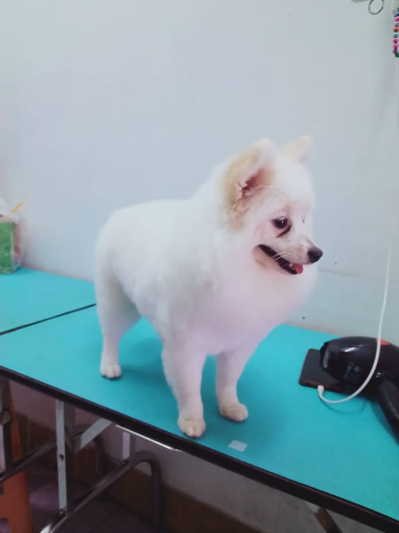 คลีนิครักษาสัตว์หมอเลี๊ยบ