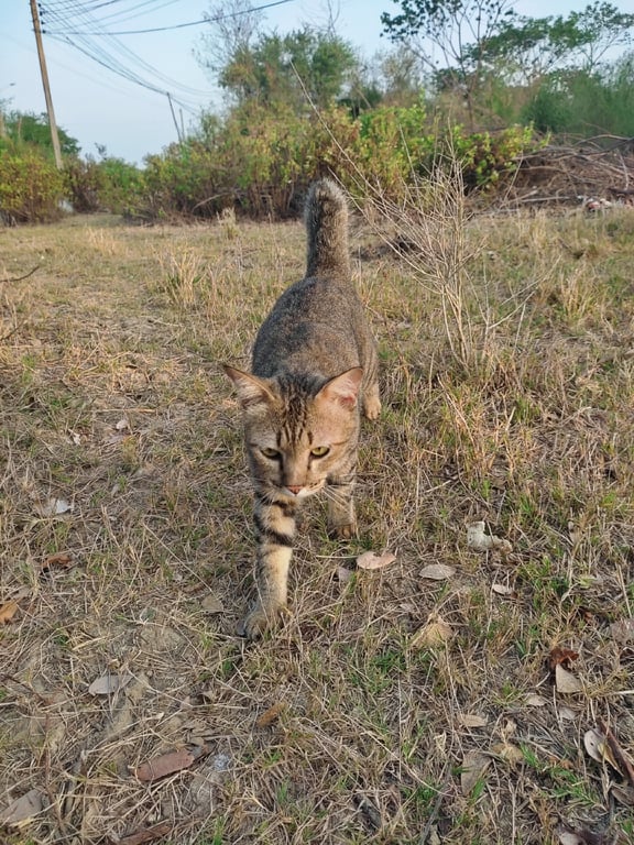 ด้วน