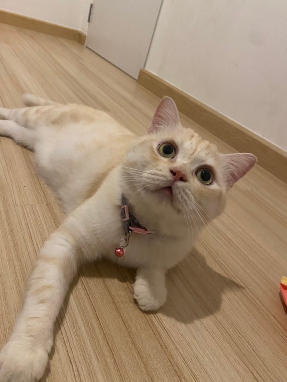 น้องดื้อ