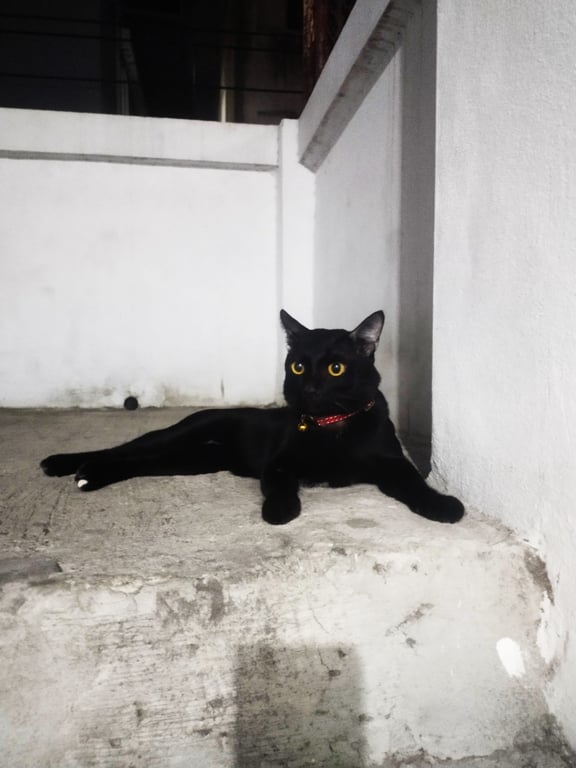ชาดำ