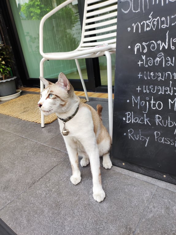 ตามหาเจ้าของแมว พบที่ซอยรุ่งเรือง ถนน สุทธิสารวินิจฉัย