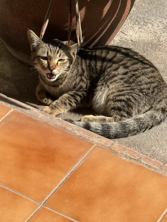 ตามหาเจ้าของแมว เป็นแมวเด็ก ค่อนข้างติดคน ร้องตอบตลอด