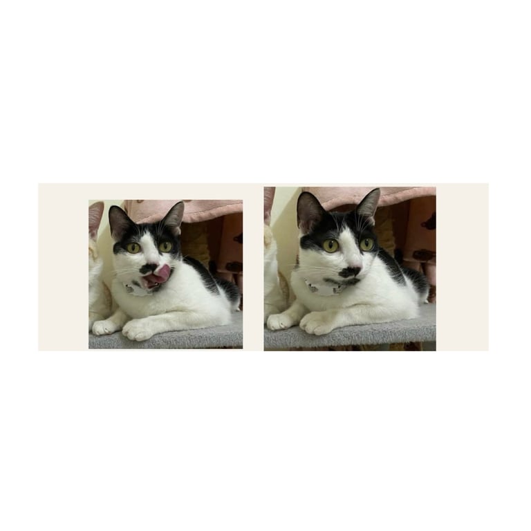 ชงโค