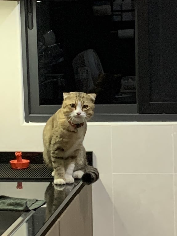 ตามหาเจ้าของแมว แมวพันธุ์ น่าจะ สก็อตติช หรือ สก็อตติต โฟลด์ ลักษณะหูสั้นๆ ตกๆ 
ใบหน้าแกมสีขาว ขนฟู ขนาดตัวปานกลางค่อนไปทางใหญ่ ใส่ปลอกคอสีแดง มีกระดิ่ง ไม่ทราบเพศของน้อง เพราะ น้องไม่ให้เข้าใกล้แล้วครับ

เจอน้องเดินอยู่ในหมู่บ้าน วาริโอ ไลฟ์ สุวรรณภูมิ  เป็นหมู่บ้านที่อยู่ในซอยใหญ่ ลาดกระบัง 54

ตอนแรกเข้าใจว่าเป็นแมวคนในหมู่บ้าน เลยเรียกน้อง น้องก็มาหา ให้อุ้มให้จับด้วย จึงได้จับตัวน้องเอาไว้ แต่ในหมู่บ้านไม่มีใครแสดงตัวเป็นเจ้าของเลย ตอนนี้น้องตื่นกลัวอย่างมาก และไม่ให้เข้าใกล้เลยครับ ขู่ตลอด