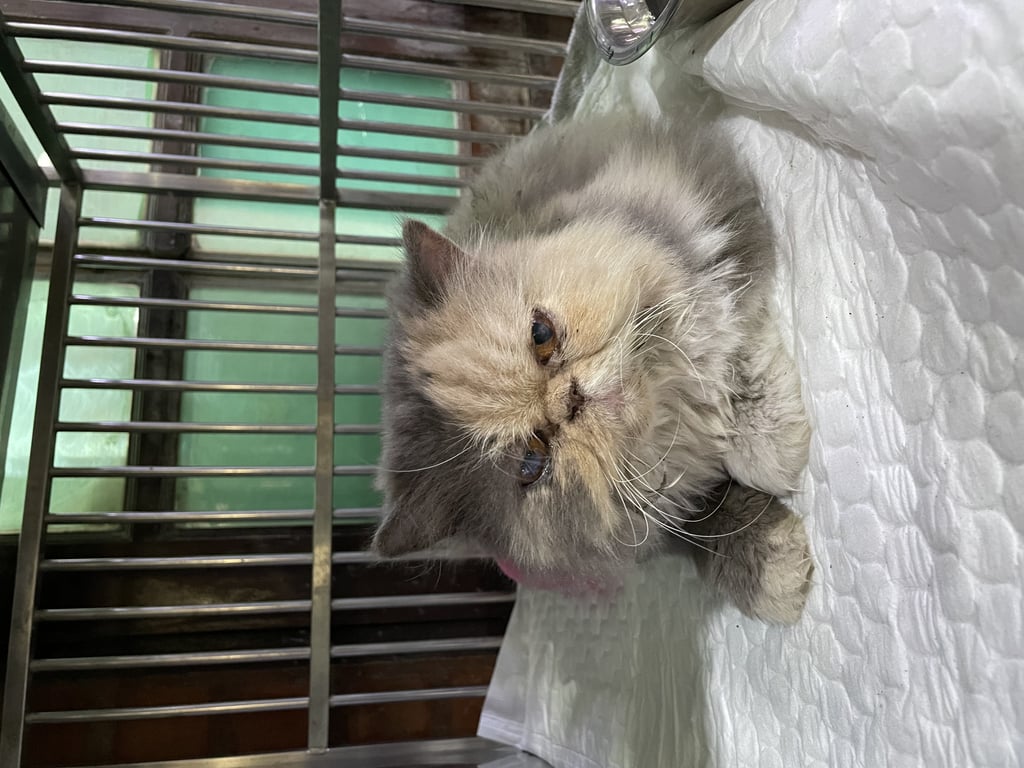 ตามหาเจ้าของแมว หน้าบี้ ตาเหลือง อายุประมาณ 5 ปี (ตามการประเมินของคุณหมอ)