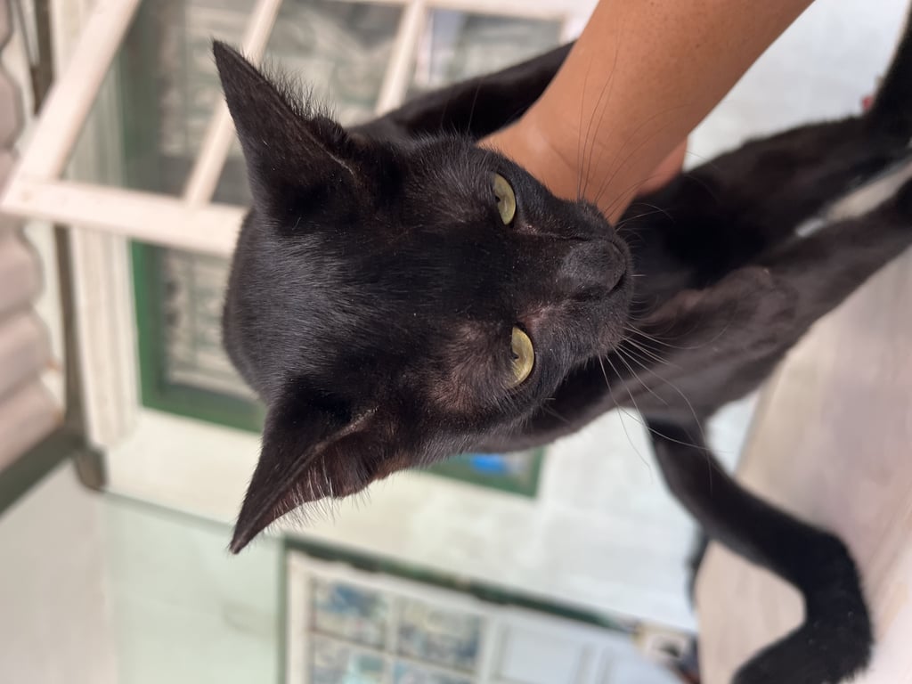 ตามหาเจ้าของแมว 