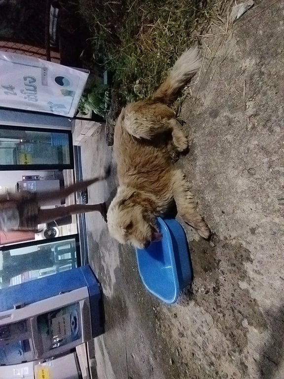 ตามหาเจ้าของหมา โกลเด้นท์ผสมเดินวนหาเจ้าของทั้งที่ช้างเผือก,700ปี,ป่าตัน,สันผีเสื้อ