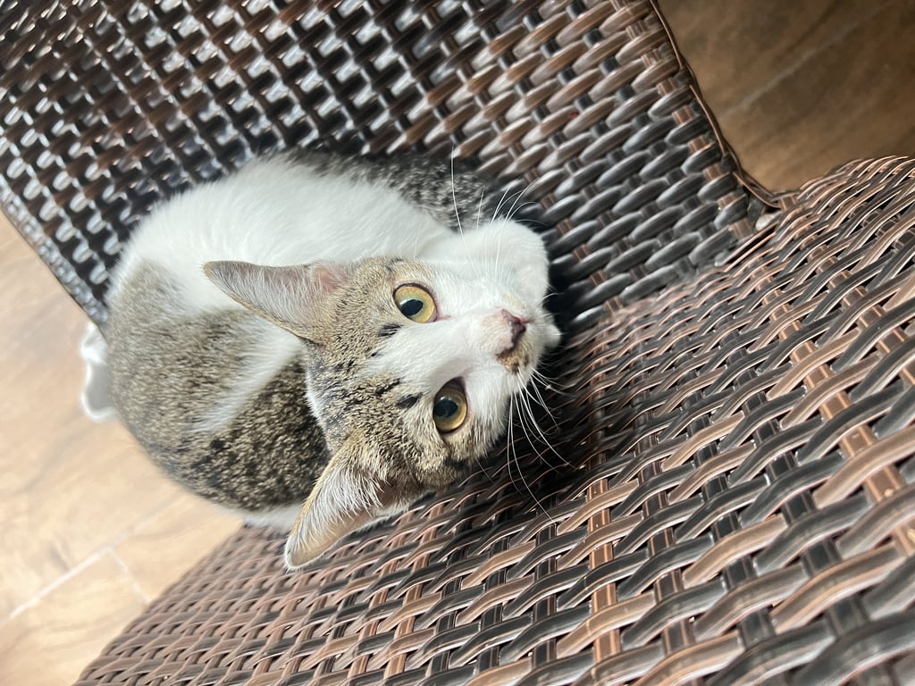 ตามหาเจ้าของแมว แมวเพศเมีย มีลายแต้มที่หนวด ขี้อ้อน ติดคน อายุน่าจะไม่ถึง6เดือน