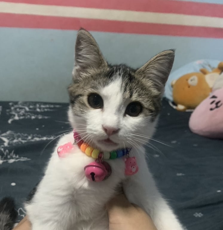 มุ้