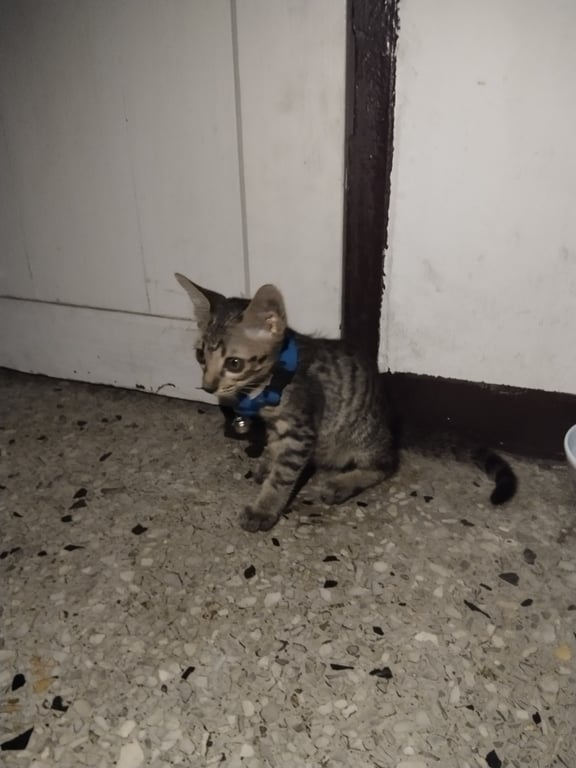 นำโชค