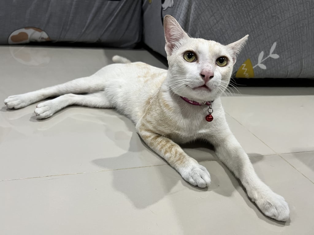 ตามหาเจ้าของแมว แมวเพศผู้ ทำหมันแล้ว ใส่ปลอกคอสีม่วงมีกระดิ่ง