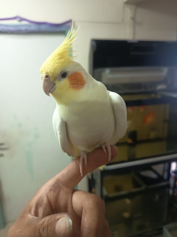 จี๊ด