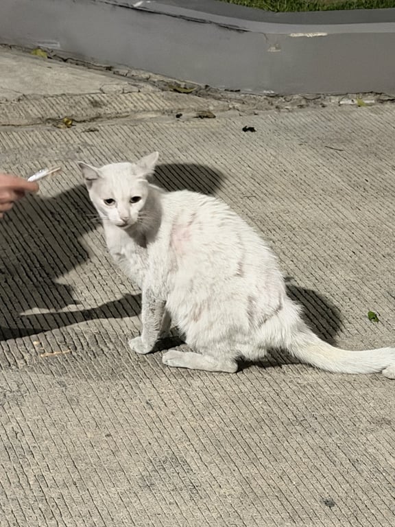 ตามหาเจ้าของแมว ไม่กลัวคน สีขาวมอมๆ เจอแถวบางศรีเมือง นนทบุรี