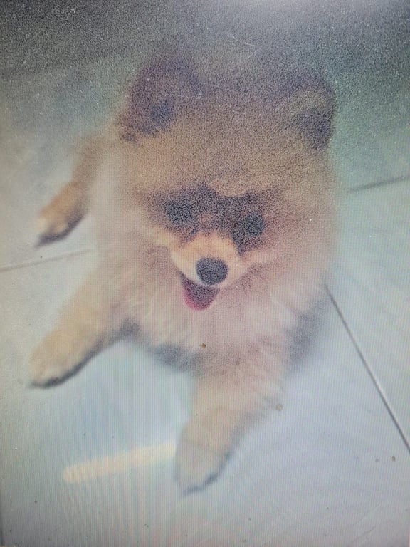 ม่อน