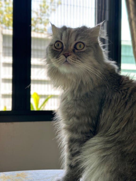 ฮาร์เล่