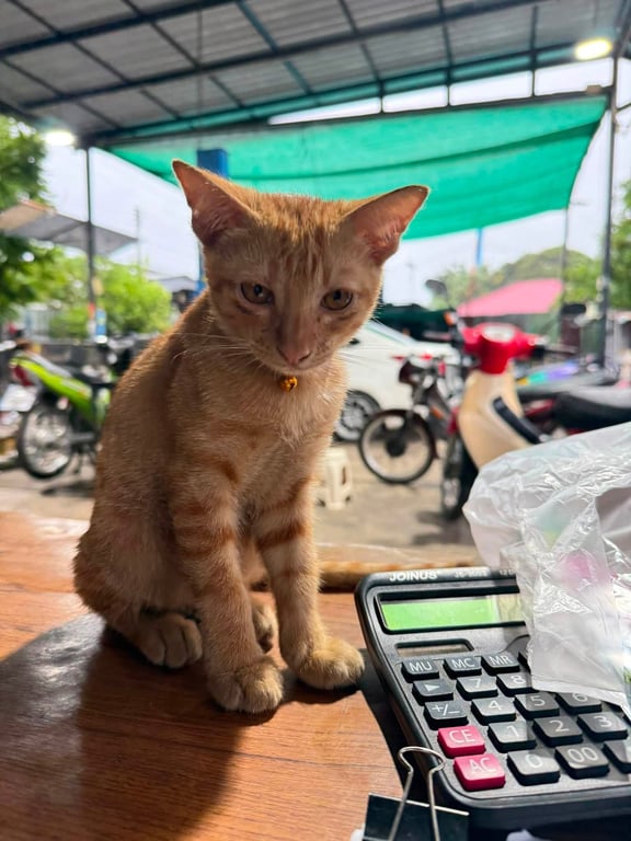 ฟักทอง