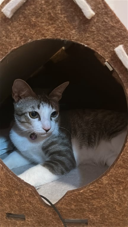 ทูน่า