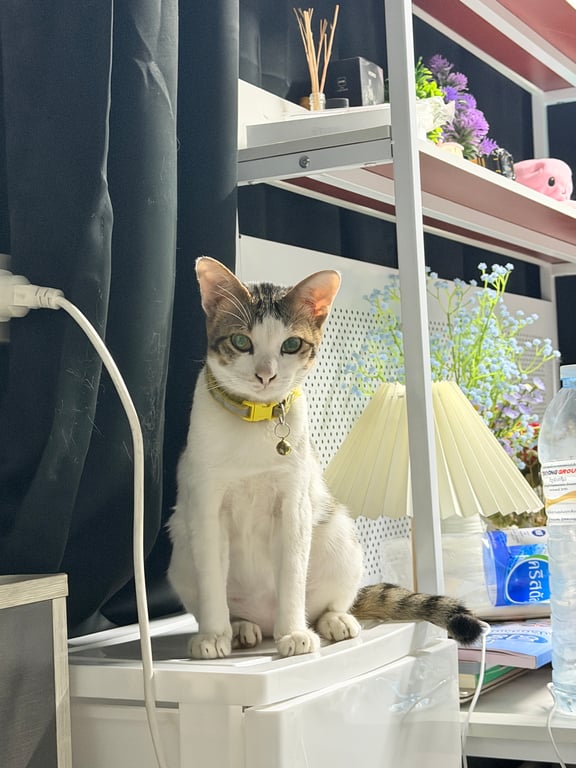 จิ๊ดริด