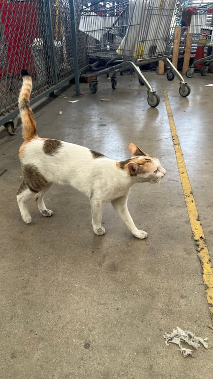 ตามหาเจ้าของแมว พบที่ไทวัสดุ น่าจะติดรถลุกค้ามาเพราะไม่เคยมีแมวแถวนี้มาก่อน