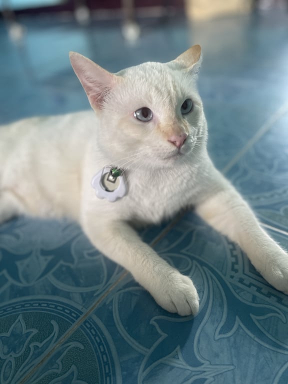 ตามหาเจ้าของแมว ตาสีฟ้า  (เหมือนตาเหล่ด้วย)