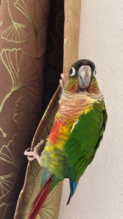 คีย์