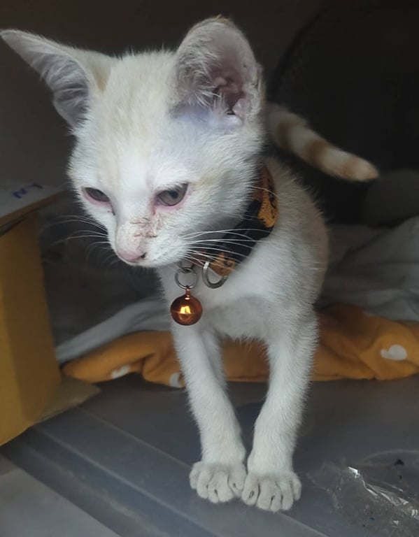 ตามหาเจ้าของแมว 