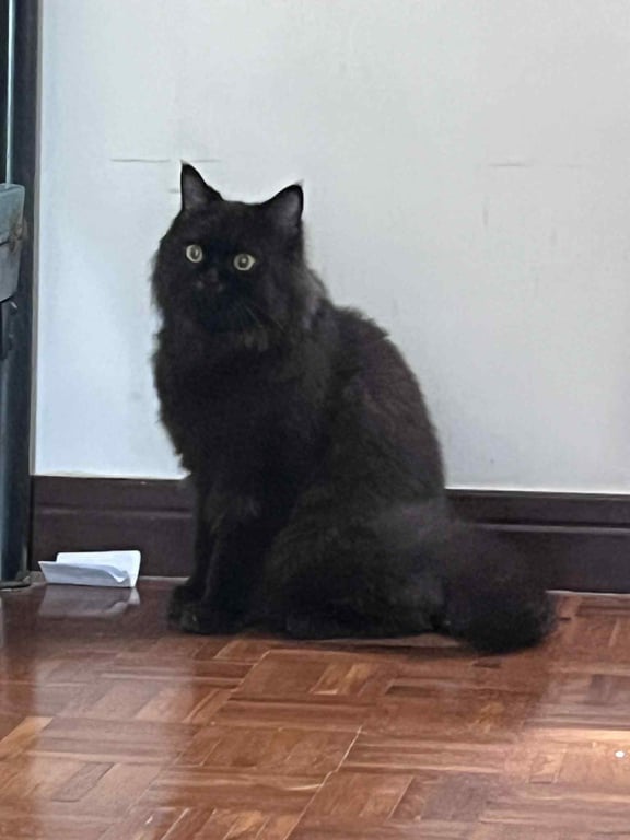 ตามหาเจ้าของแมว น้องแมวตัวสีดำ ทีขนสีน้ำตาลแซมๆ